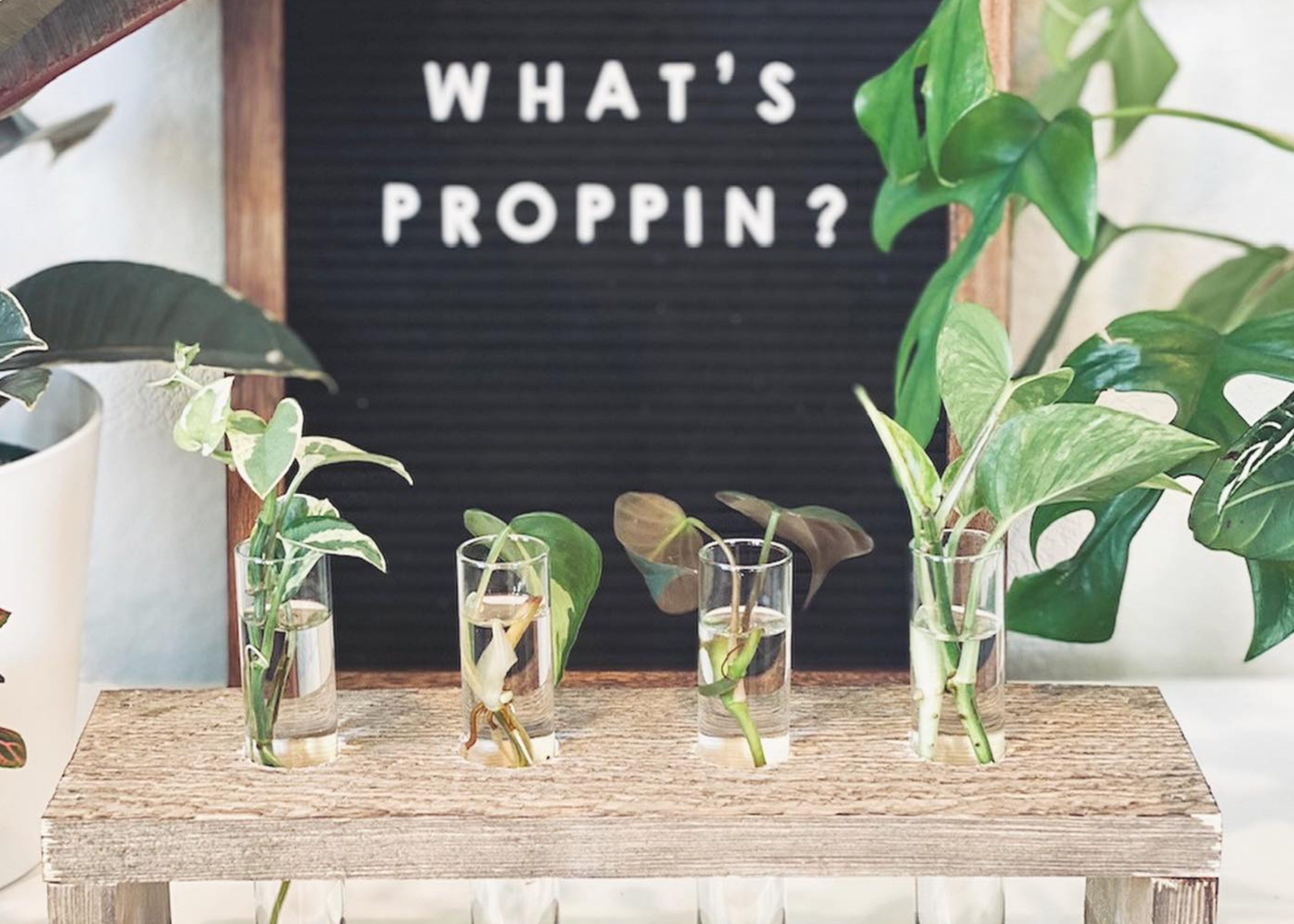 Photo credit: <u><a href="https://www.rizaplants.com/" target="_blank">Riza Plants</a></u>